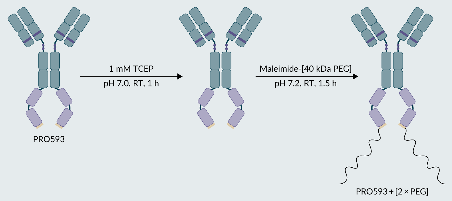 Optimized reduction and conjugation strategy for PRO593 to yield PRO593 + [2 × 40 kDa PEG].